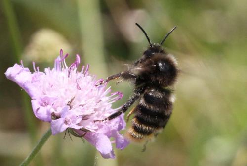 Bombus sp.